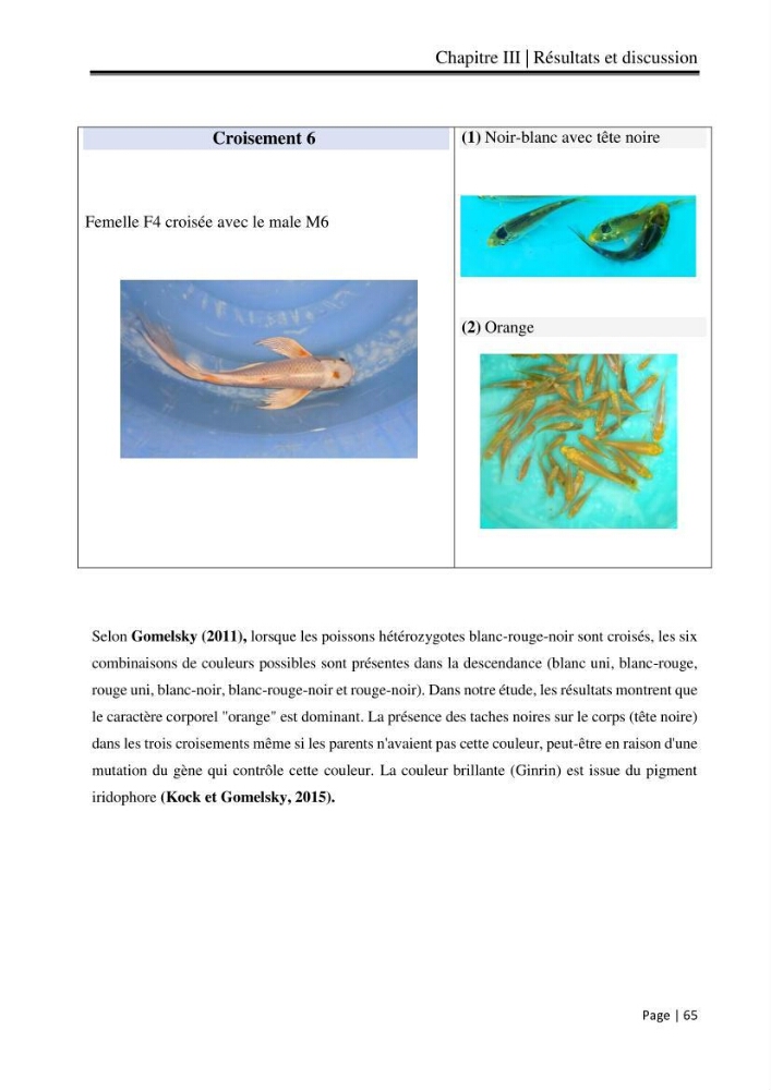 Maitrise et suivi de la reproduction artificielle et de l\'alevinage de la carpe koi (Cyprinus carpio carpio)
