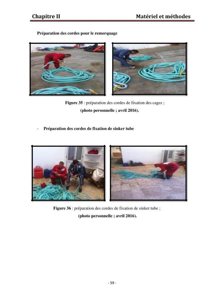 Contribution au montage des cages flotantte pour l\'élevage de loup et de daurade \'Ain tagourait,Bou Ismail Tipaza):