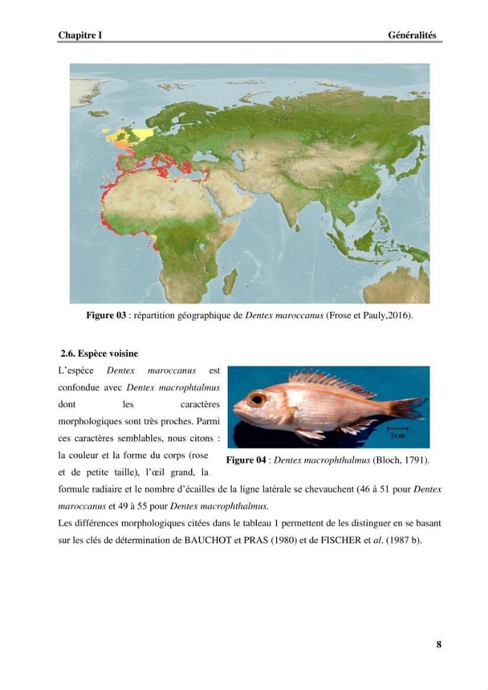Contribution à l\'étude du comportement de dentex maroccanus (Osteichthyens, Sparidae) : Répartitions, communautés caractéristiques et régime alimentaire: