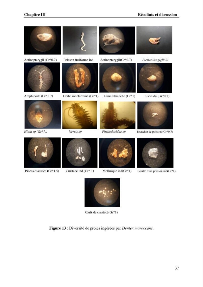 Contribution à l\'étude du comportement de dentex maroccanus (Osteichthyens, Sparidae) : Répartitions, communautés caractéristiques et régime alimentaire: