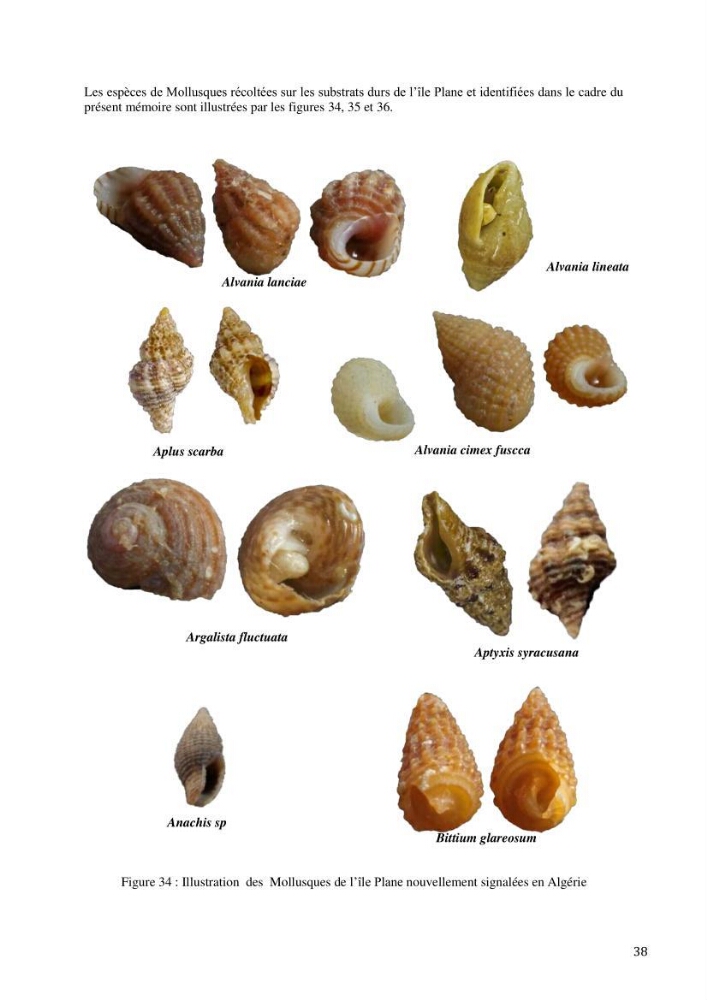 Inventaire et organisation des données et métadonnées de la diversité biologique faunistique marine en Algérie.