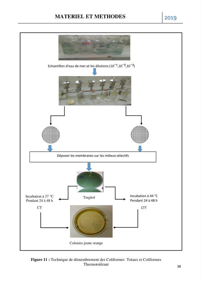 Etude des paramètres d’évaluation des matrices eau et sédiments des plages Est et Ouest de Sidi-Fredj: