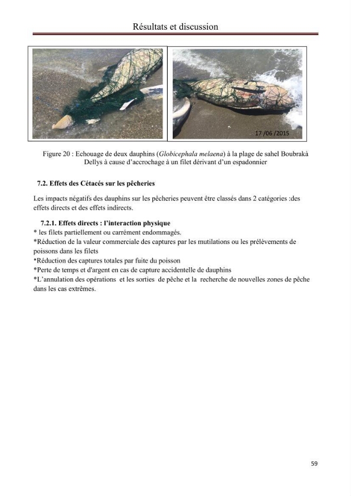 Contribution à l\'étude de la déprédation des petits delphinidés sur la pêche et interaction pêcherie-cétacés le long de la côte Algerienne: