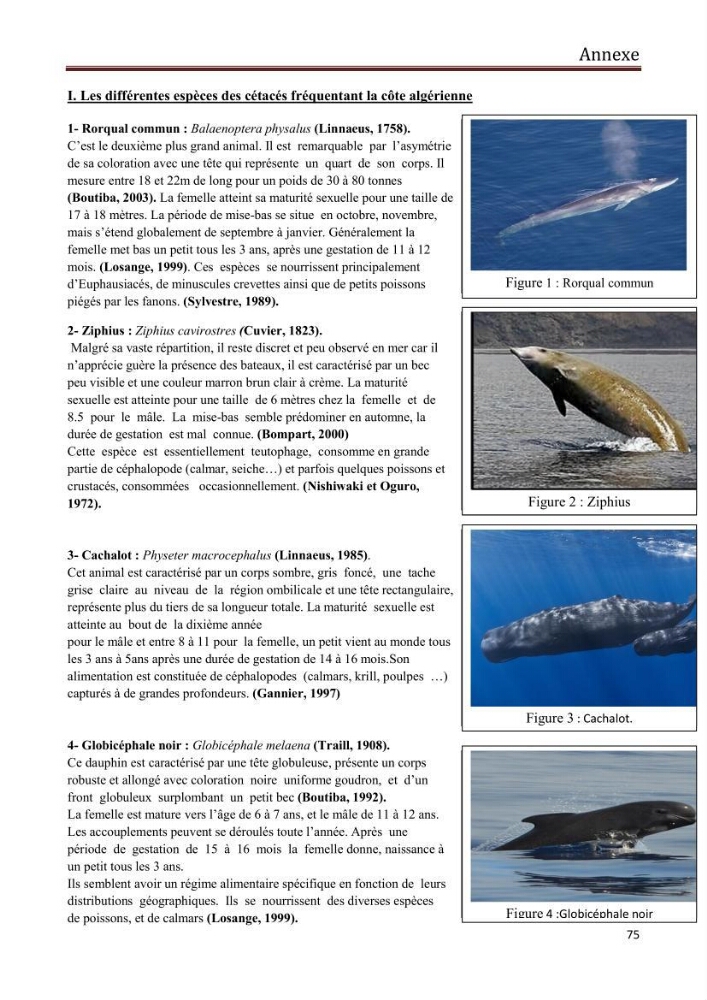 Contribution à l\'étude de la déprédation des petits delphinidés sur la pêche et interaction pêcherie-cétacés le long de la côte Algerienne: