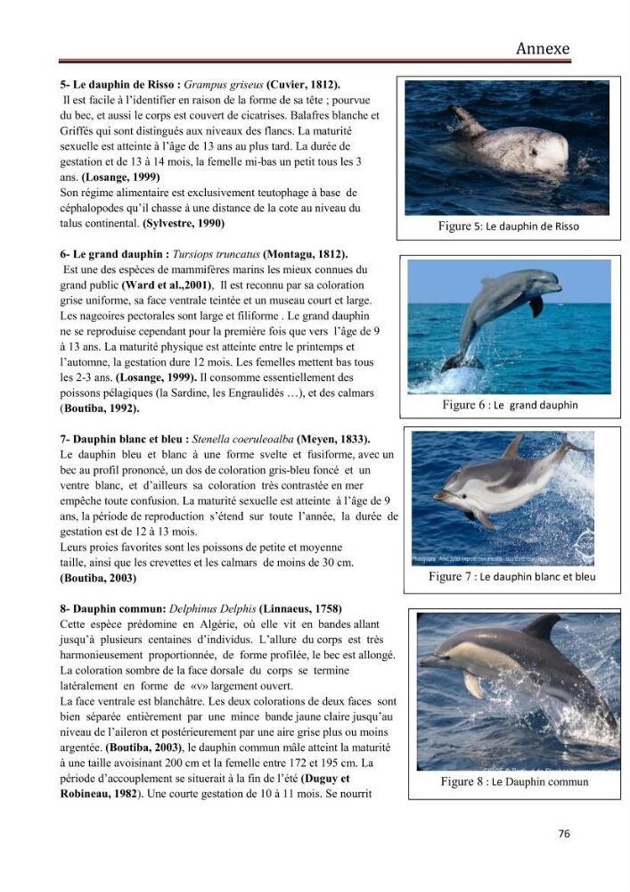 Contribution à l\'étude de la déprédation des petits delphinidés sur la pêche et interaction pêcherie-cétacés le long de la côte Algerienne:
