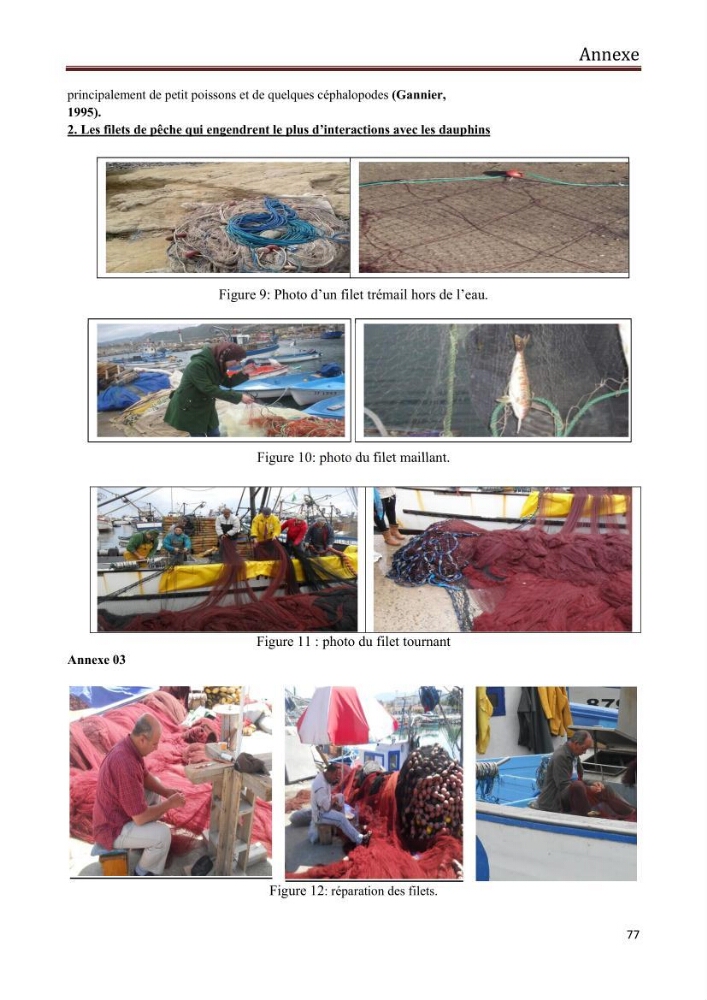 Contribution à l\'étude de la déprédation des petits delphinidés sur la pêche et interaction pêcherie-cétacés le long de la côte Algerienne: