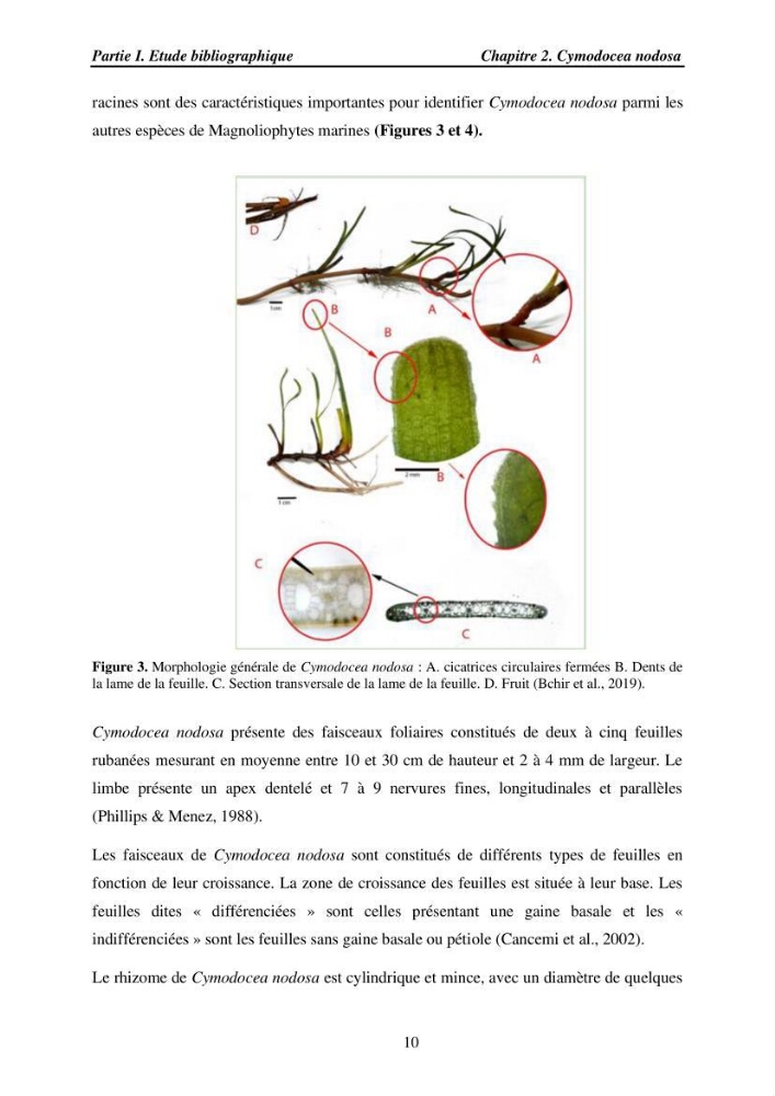 Etude des caractéristiques structurelles de Cymodocea nodosa (Ucria) Ascherson (1870) dans la baie de Bou Ismaïl