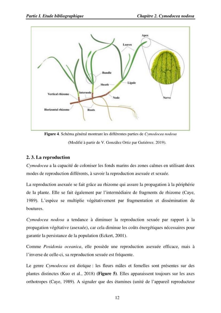 Etude des caractéristiques structurelles de Cymodocea nodosa (Ucria) Ascherson (1870) dans la baie de Bou Ismaïl