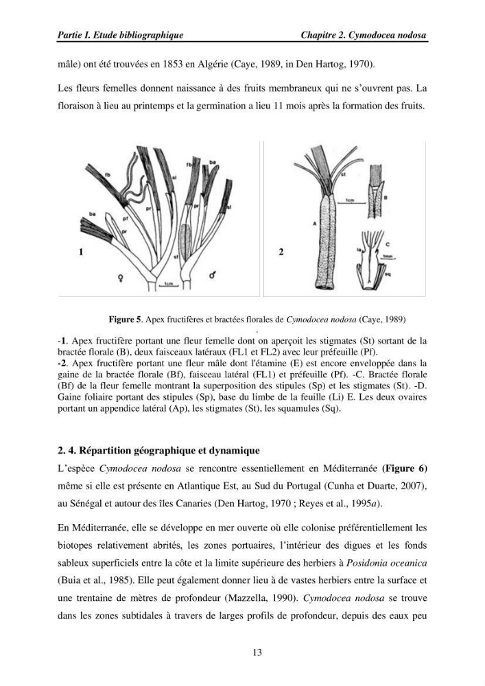 Etude des caractéristiques structurelles de Cymodocea nodosa (Ucria) Ascherson (1870) dans la baie de Bou Ismaïl