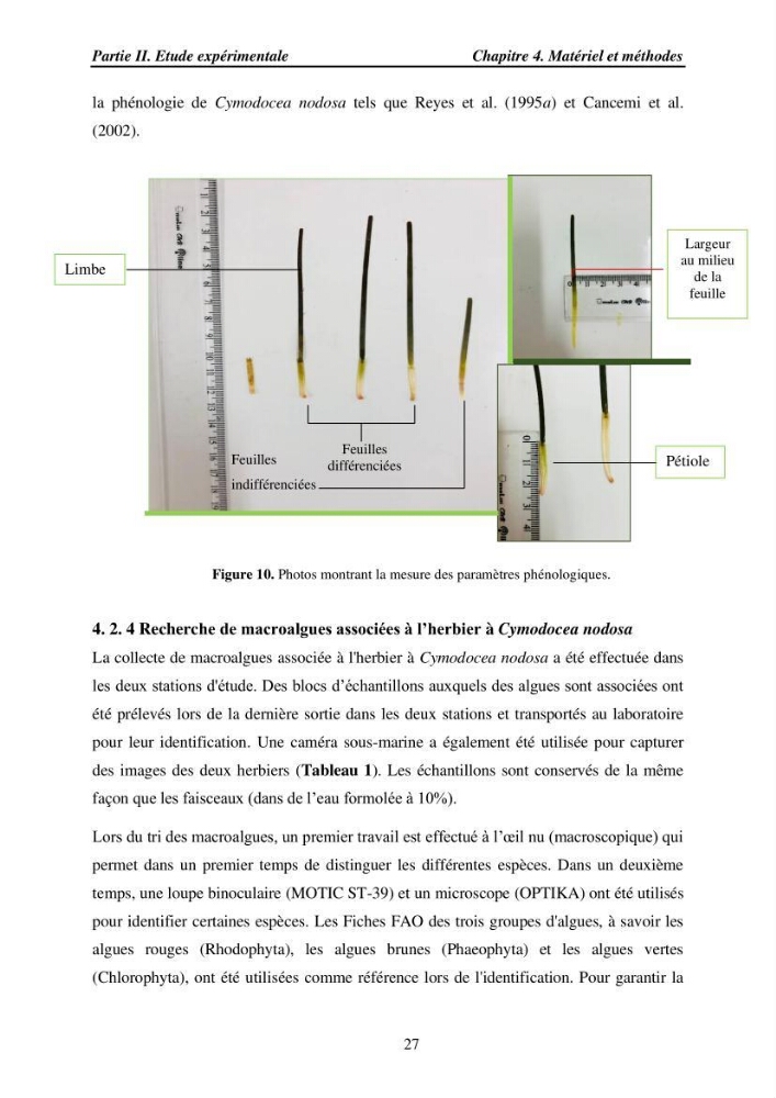 Etude des caractéristiques structurelles de Cymodocea nodosa (Ucria) Ascherson (1870) dans la baie de Bou Ismaïl