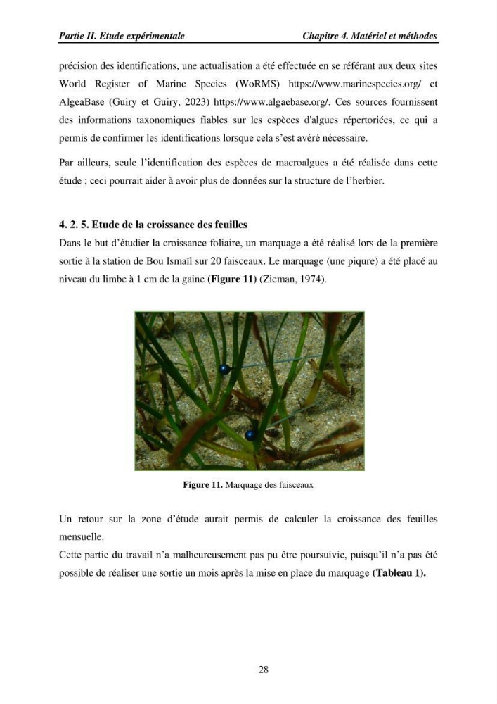 Etude des caractéristiques structurelles de Cymodocea nodosa (Ucria) Ascherson (1870) dans la baie de Bou Ismaïl