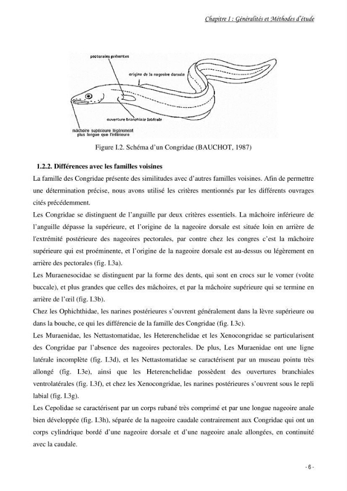 La famille des congridae ( Ostéichtyens, Anguilliformes) dans le bassin algérien: systématique, écologie et exploitation de Conger conger