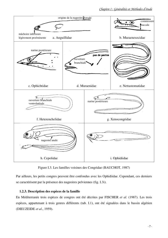 La famille des congridae ( Ostéichtyens, Anguilliformes) dans le bassin algérien: systématique, écologie et exploitation de Conger conger