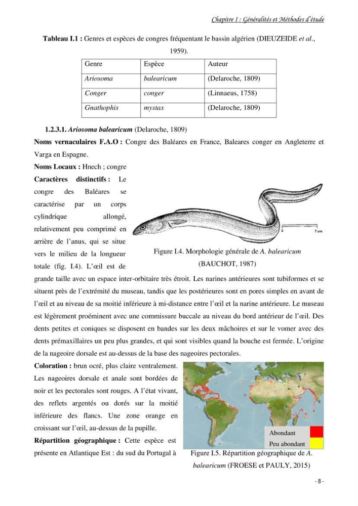 La famille des congridae ( Ostéichtyens, Anguilliformes) dans le bassin algérien: systématique, écologie et exploitation de Conger conger