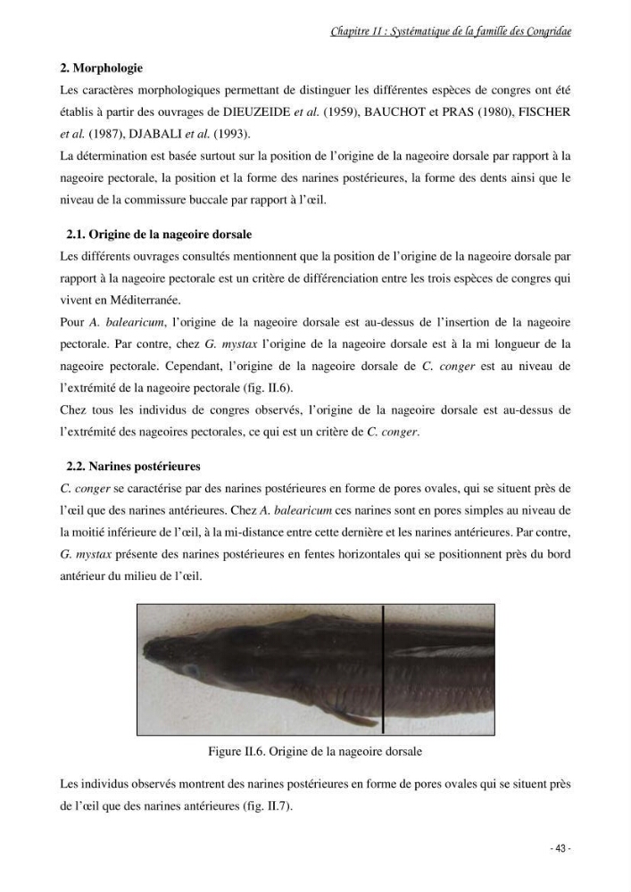 La famille des congridae ( Ostéichtyens, Anguilliformes) dans le bassin algérien: systématique, écologie et exploitation de Conger conger