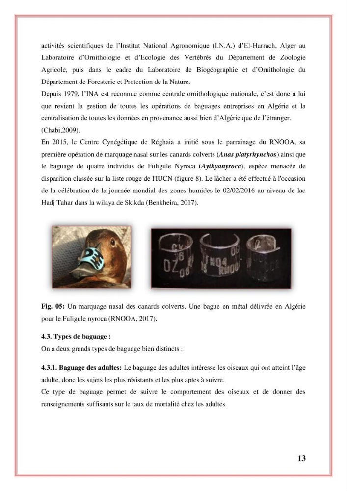 Reconstitution des informations sur les oiseaux marins bagués rencontrés sur le littoral de la wilaya de Tipaza