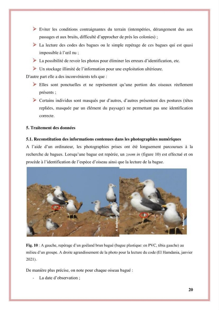 Reconstitution des informations sur les oiseaux marins bagués rencontrés sur le littoral de la wilaya de Tipaza