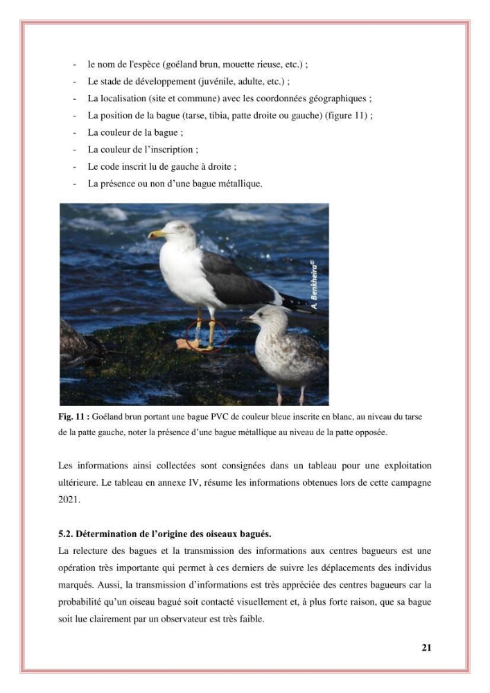 Reconstitution des informations sur les oiseaux marins bagués rencontrés sur le littoral de la wilaya de Tipaza