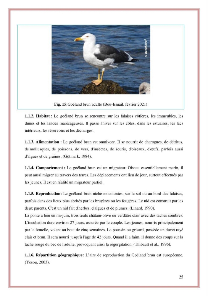 Reconstitution des informations sur les oiseaux marins bagués rencontrés sur le littoral de la wilaya de Tipaza