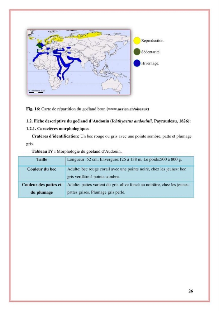Reconstitution des informations sur les oiseaux marins bagués rencontrés sur le littoral de la wilaya de Tipaza