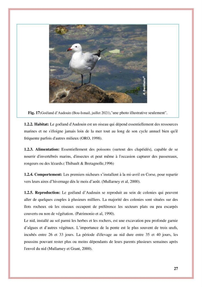 Reconstitution des informations sur les oiseaux marins bagués rencontrés sur le littoral de la wilaya de Tipaza