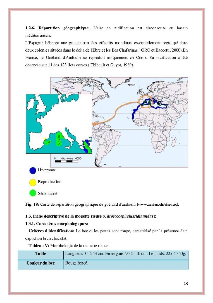 Reconstitution des informations sur les oiseaux marins bagués rencontrés sur le littoral de la wilaya de Tipaza