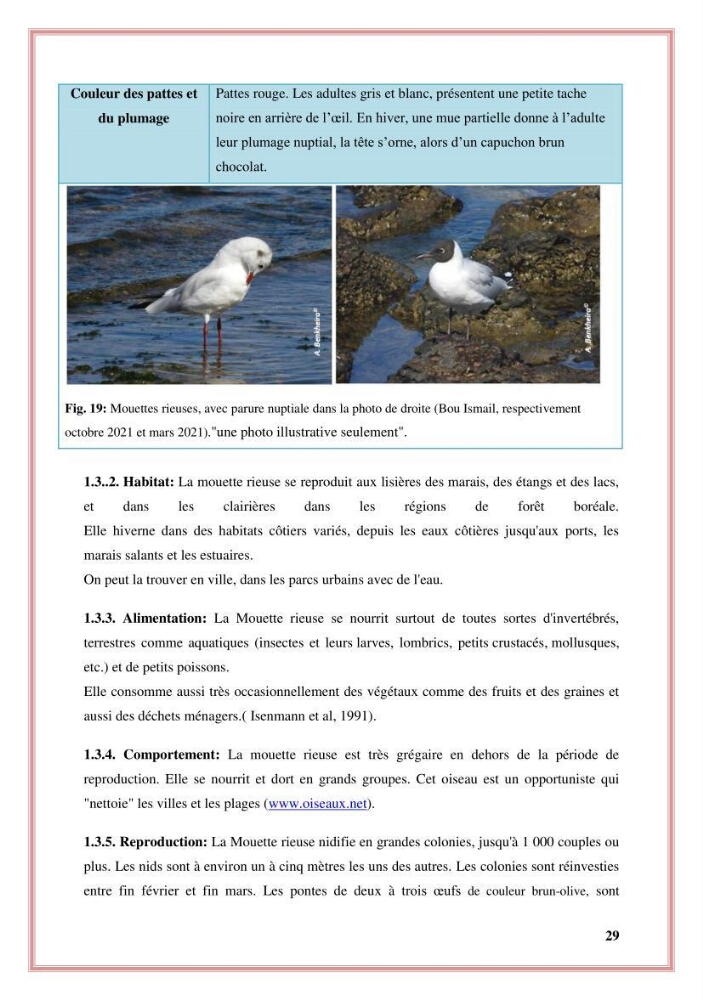 Reconstitution des informations sur les oiseaux marins bagués rencontrés sur le littoral de la wilaya de Tipaza