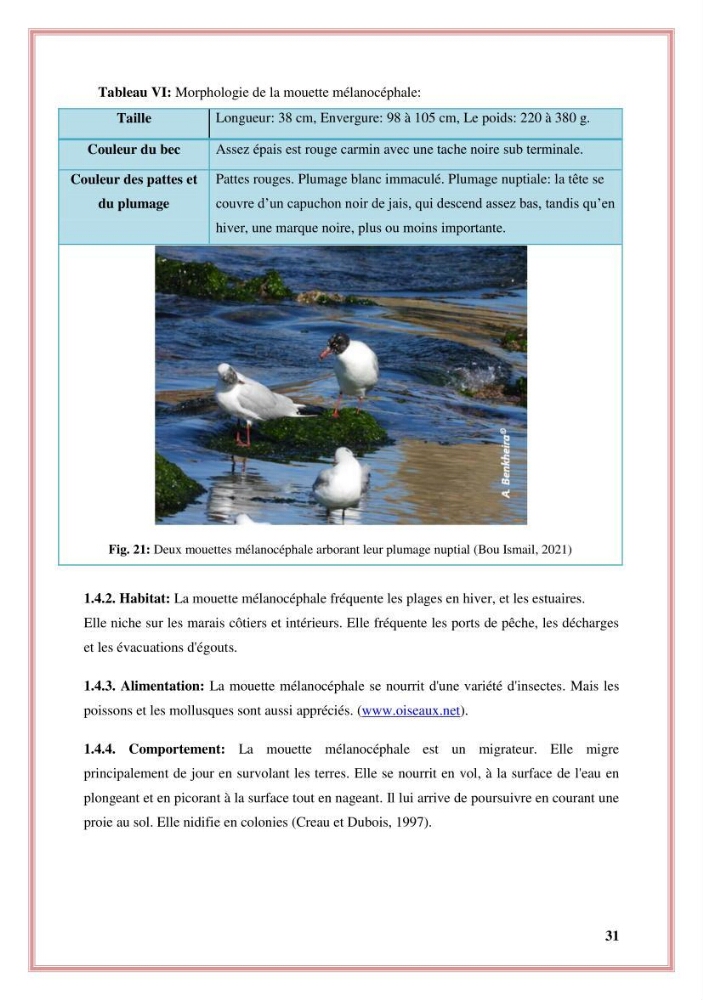 Reconstitution des informations sur les oiseaux marins bagués rencontrés sur le littoral de la wilaya de Tipaza