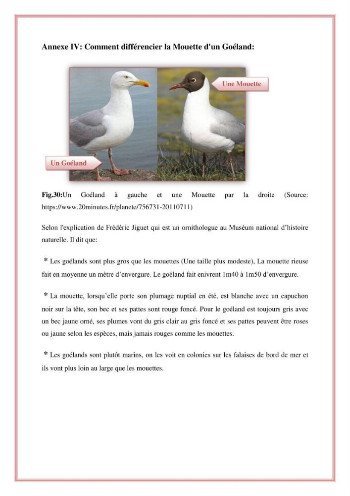 Reconstitution des informations sur les oiseaux marins bagués rencontrés sur le littoral de la wilaya de Tipaza