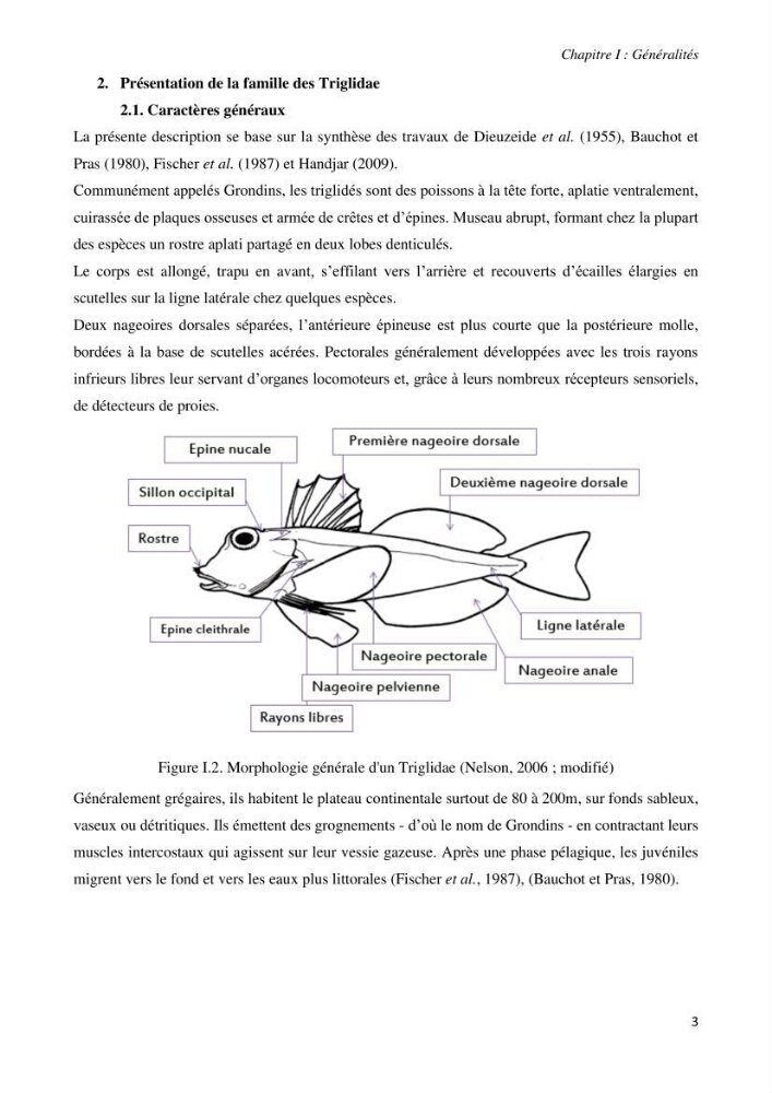 Contribution à l’étude de la systématique de la famille des Triglidae (Ostéichtyens, Actinoptérygiens) du bassin algérien