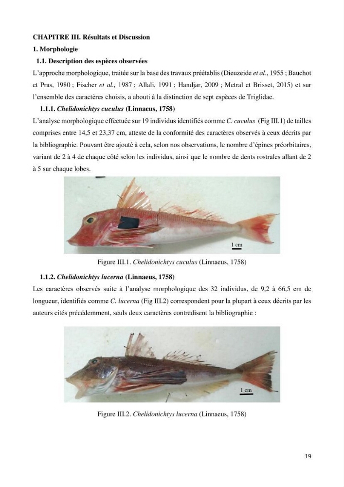Contribution à l’étude de la systématique de la famille des Triglidae (Ostéichtyens, Actinoptérygiens) du bassin algérien