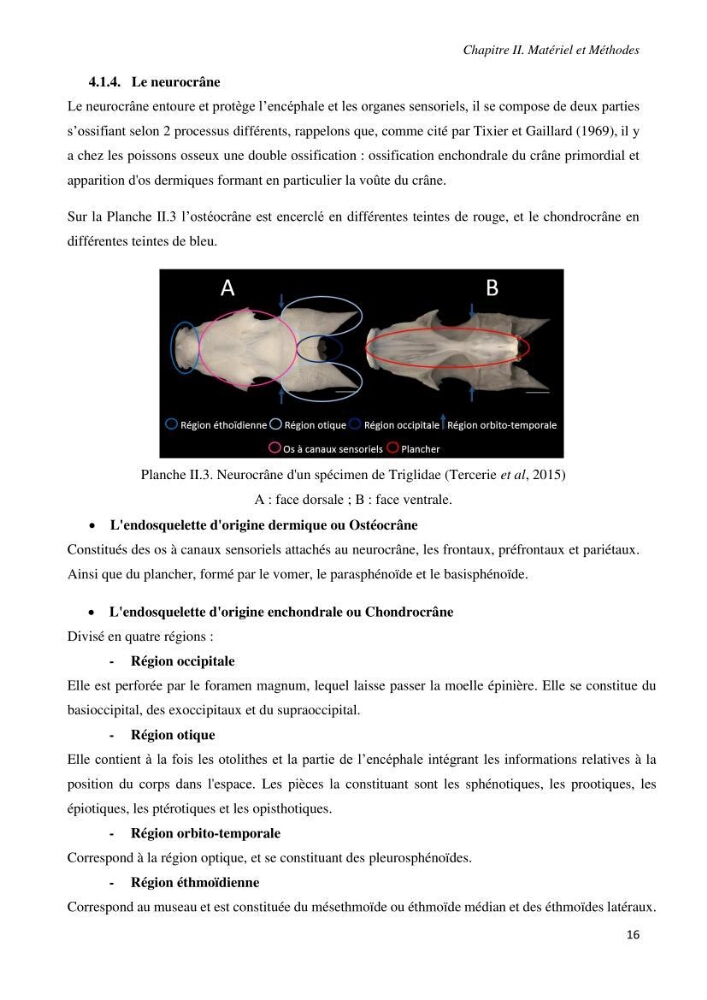 Contribution à l’étude de la systématique de la famille des Triglidae (Ostéichtyens, Actinoptérygiens) du bassin algérien