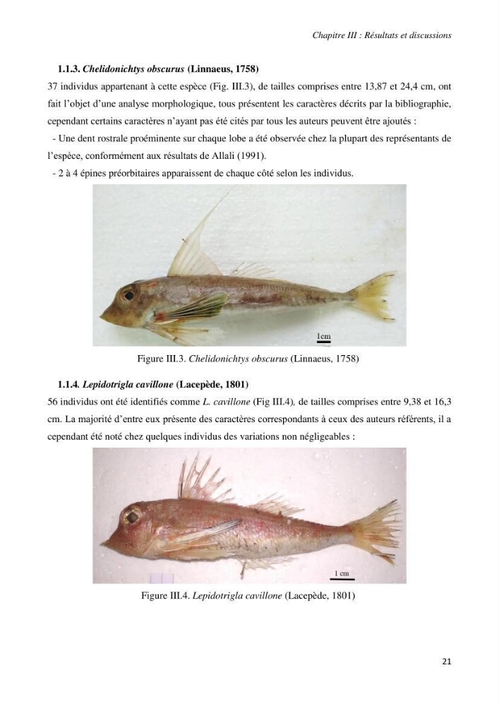 Contribution à l’étude de la systématique de la famille des Triglidae (Ostéichtyens, Actinoptérygiens) du bassin algérien