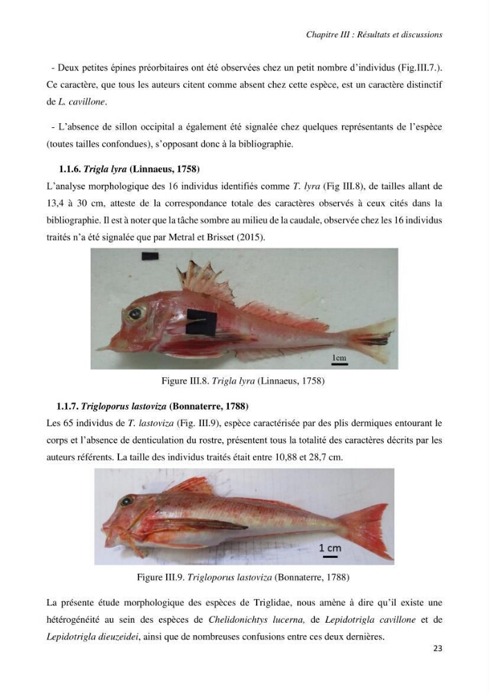 Contribution à l’étude de la systématique de la famille des Triglidae (Ostéichtyens, Actinoptérygiens) du bassin algérien