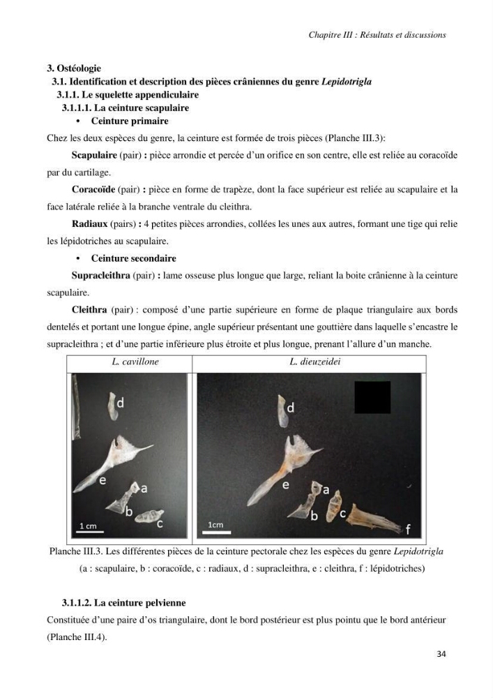 Contribution à l’étude de la systématique de la famille des Triglidae (Ostéichtyens, Actinoptérygiens) du bassin algérien