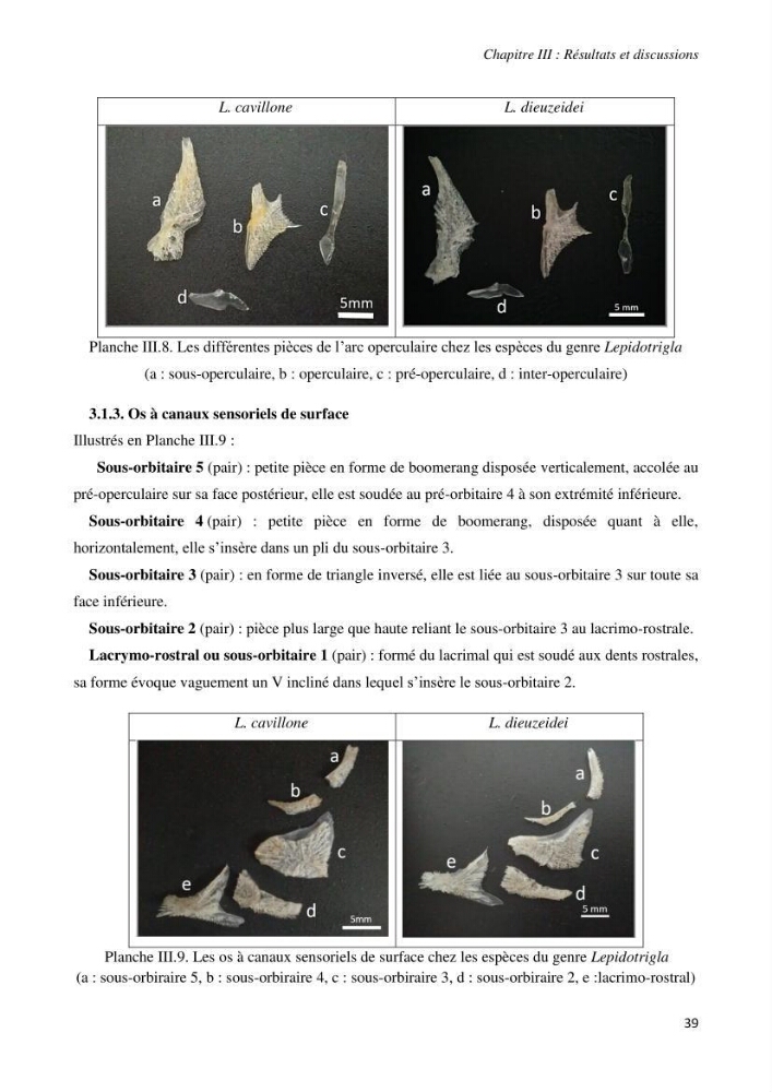 Contribution à l’étude de la systématique de la famille des Triglidae (Ostéichtyens, Actinoptérygiens) du bassin algérien