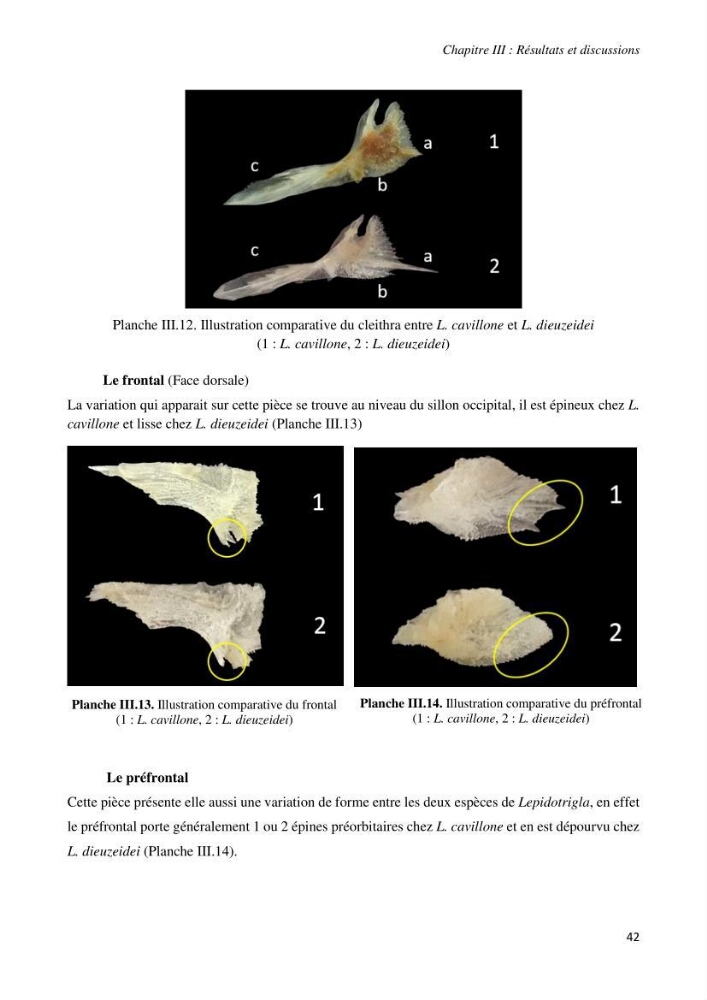 Contribution à l’étude de la systématique de la famille des Triglidae (Ostéichtyens, Actinoptérygiens) du bassin algérien