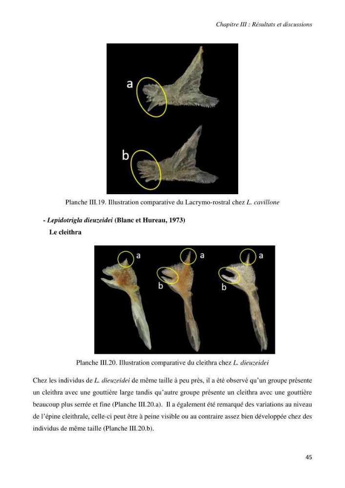 Contribution à l’étude de la systématique de la famille des Triglidae (Ostéichtyens, Actinoptérygiens) du bassin algérien