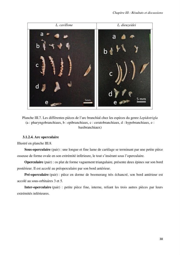 Contribution à l’étude de la systématique de la famille des Triglidae (Ostéichtyens, Actinoptérygiens) du bassin algérien
