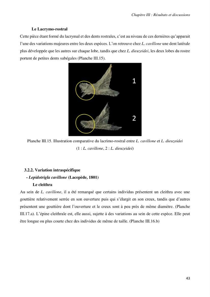 Contribution à l’étude de la systématique de la famille des Triglidae (Ostéichtyens, Actinoptérygiens) du bassin algérien