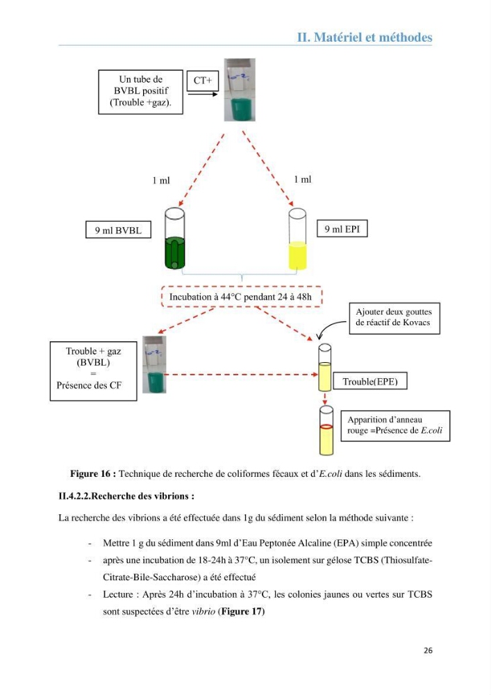 Analyse microbiologique et évaluation de la résistance aux antibiotiques des eaux de plages algéroises.: