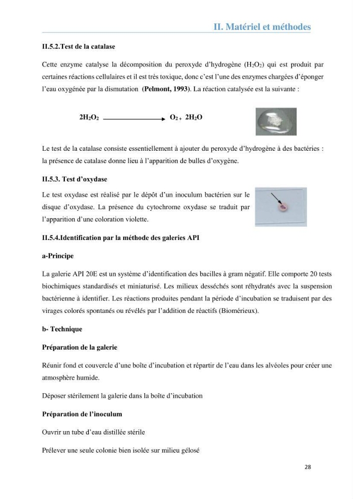 Analyse microbiologique et évaluation de la résistance aux antibiotiques des eaux de plages algéroises.: