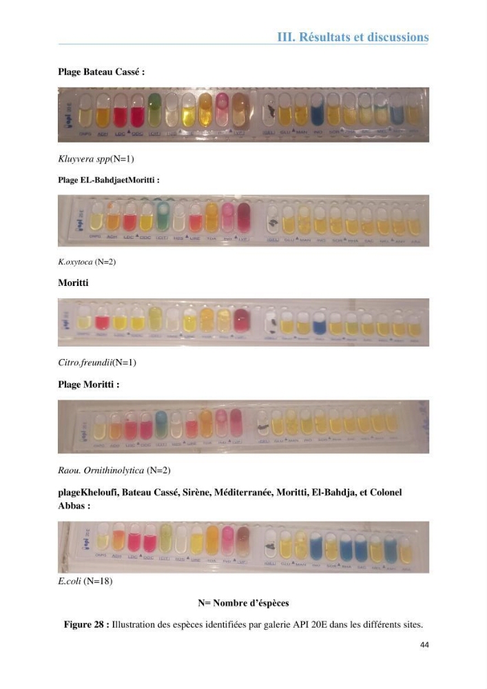 Analyse microbiologique et évaluation de la résistance aux antibiotiques des eaux de plages algéroises.: