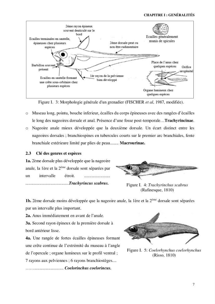Contribution à l’étude de la famille des Macrouridae (Actinopterygii Gadiformes) dans le bassin algérien: systématique et écologie.