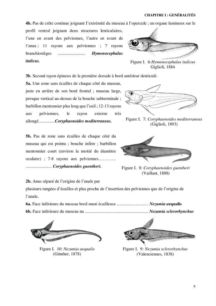 Contribution à l’étude de la famille des Macrouridae (Actinopterygii Gadiformes) dans le bassin algérien: systématique et écologie.