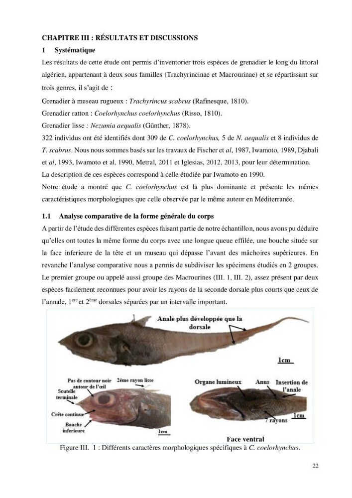 Contribution à l’étude de la famille des Macrouridae (Actinopterygii Gadiformes) dans le bassin algérien: systématique et écologie.