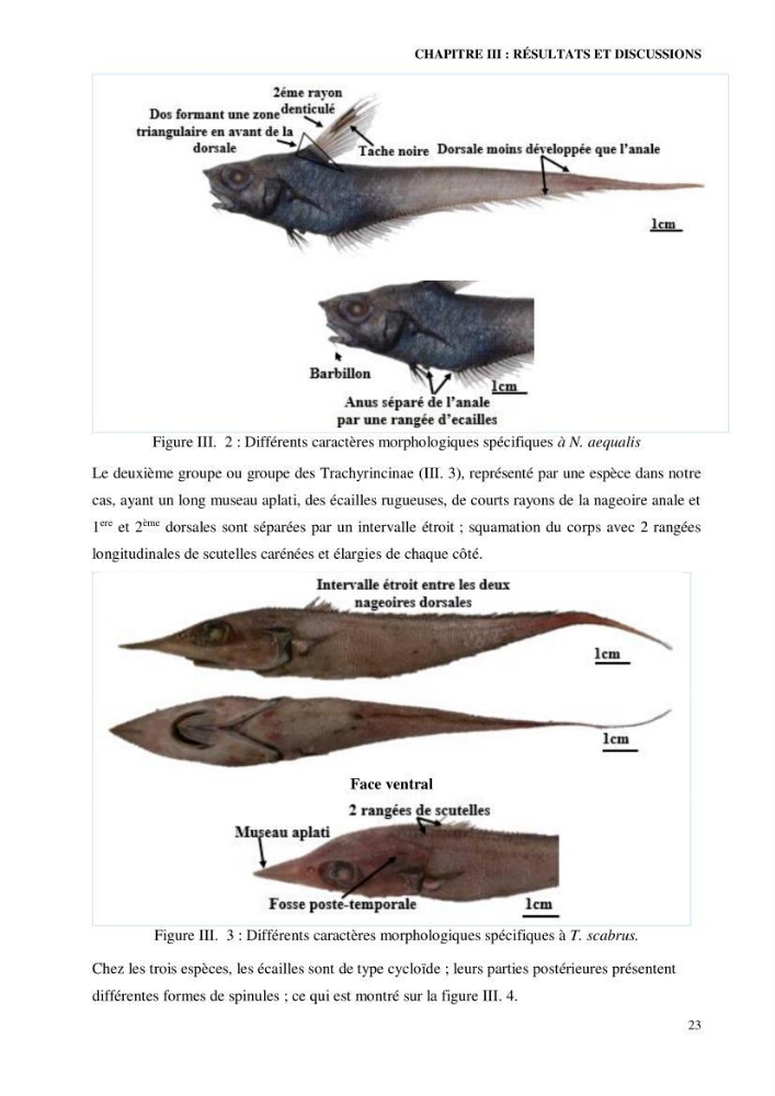 Contribution à l’étude de la famille des Macrouridae (Actinopterygii Gadiformes) dans le bassin algérien: systématique et écologie.