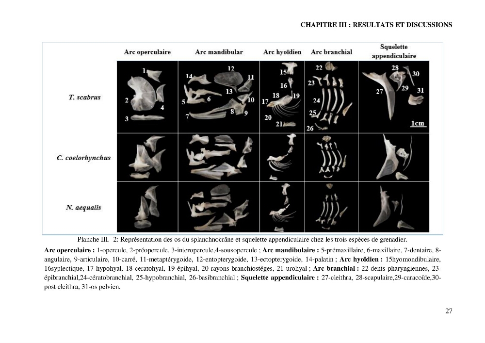 Contribution à l’étude de la famille des Macrouridae (Actinopterygii Gadiformes) dans le bassin algérien: systématique et écologie.