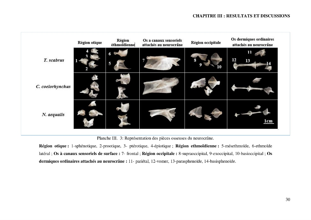 Contribution à l’étude de la famille des Macrouridae (Actinopterygii Gadiformes) dans le bassin algérien: systématique et écologie.