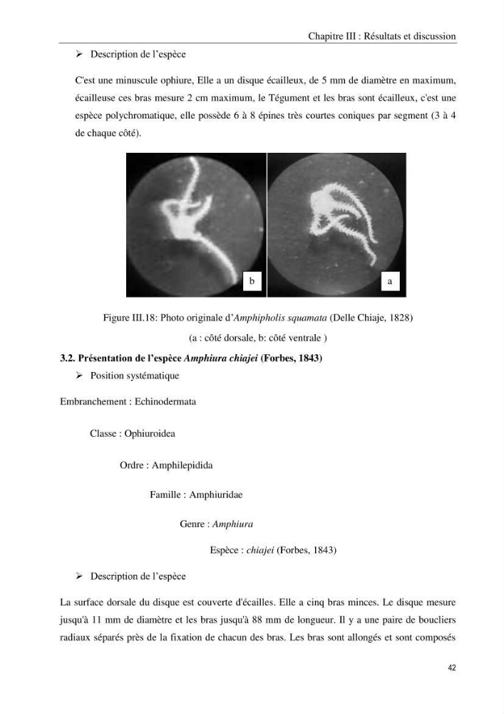 Inventaire et systematique des echinodermes de la côte Algérienne